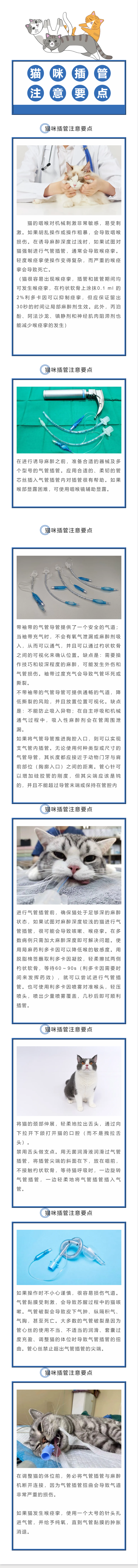 猫咪插管注意要点.png